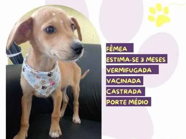 Cachorro ra a SRD-ViraLata idade 2 a 6 meses nome Rute