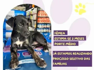 Cachorro raça SRD-ViraLata idade 2 a 6 meses nome Suzi