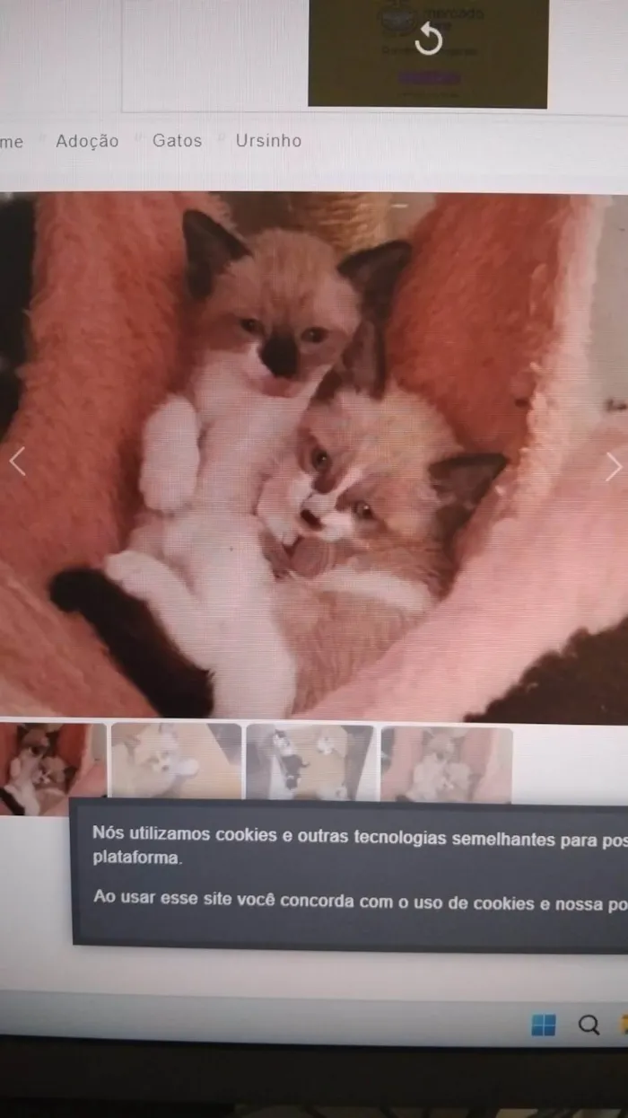 Gato ra a SRD-ViraLata idade Abaixo de 2 meses nome Leaozinho