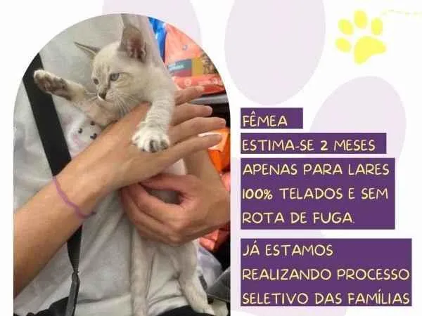 Gato ra a SRD-ViraLata idade 2 a 6 meses nome Abelinha