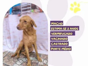 Cachorro raça SRD-ViraLata idade 1 ano nome Principe