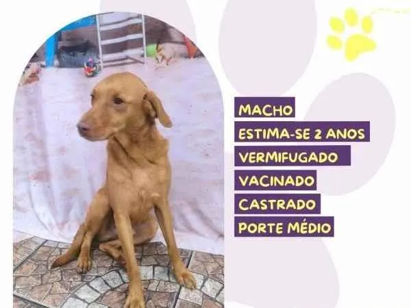 Cachorro ra a SRD-ViraLata idade 1 ano nome Principe