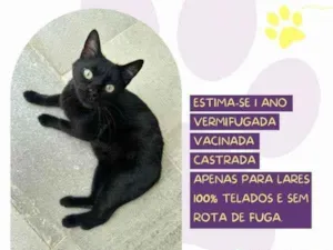 Gato raça SRD-ViraLata idade 1 ano nome Lili