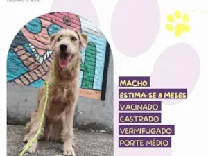 Cachorro raça SRD-ViraLata idade 1 ano nome Scooby