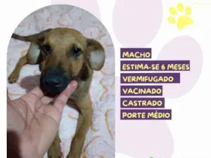 Cachorro raça SRD-ViraLata idade 1 ano nome Gustavo