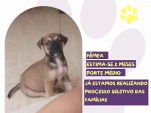 Cachorro raça SRD-ViraLata idade 2 a 6 meses nome Moana