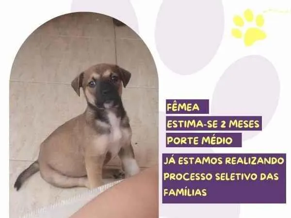 Cachorro ra a SRD-ViraLata idade 2 a 6 meses nome Moana