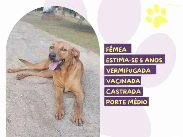 Cachorro ra a SRD-ViraLata idade 1 ano nome Vivi