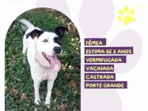 Cachorro raça SRD-ViraLata idade 1 ano nome Laila