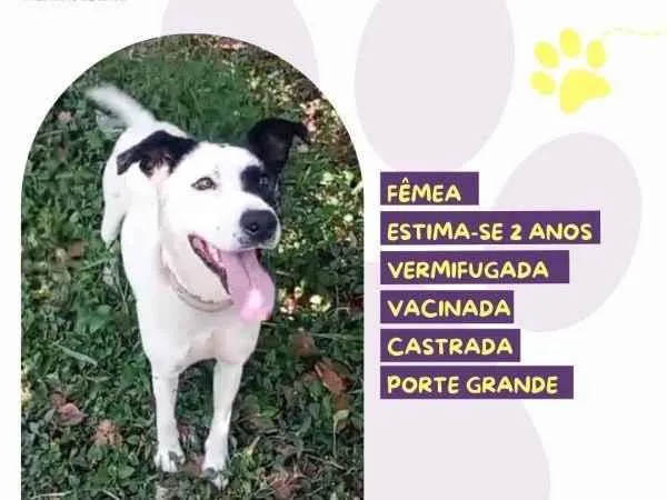 Cachorro ra a SRD-ViraLata idade 1 ano nome Laila