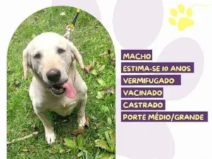 Cachorro raça SRD-ViraLata idade 1 ano nome Joca