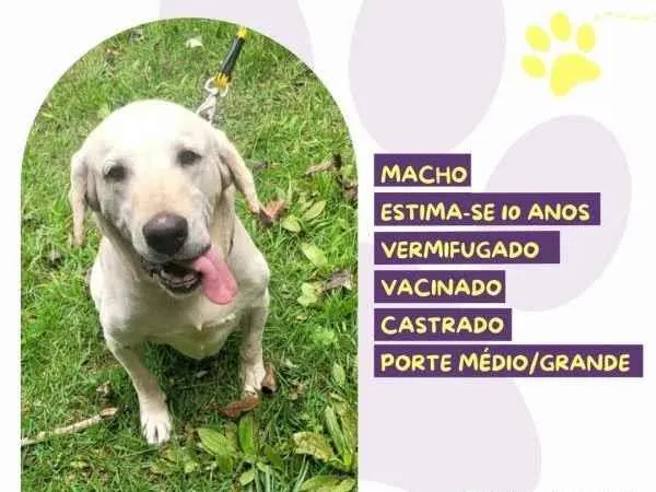 Cachorro ra a SRD-ViraLata idade 1 ano nome Joca