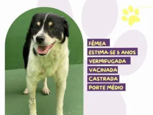 Cachorro raça SRD-ViraLata idade 1 ano nome Rebeca