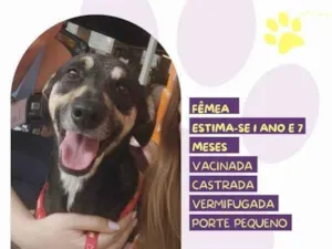 Cachorro raça SRD-ViraLata idade 1 ano nome Nina