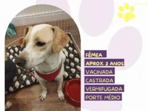 Cachorro raça SRD-ViraLata idade 1 ano nome Cristal