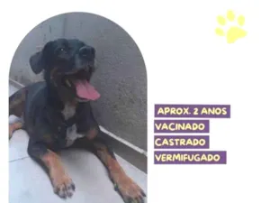 Cachorro raça SRD-ViraLata idade 1 ano nome Gigante Emilio