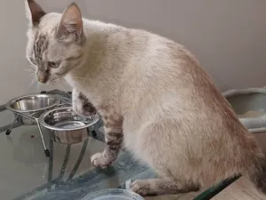 Gato raça SRD-ViraLata idade 7 a 11 meses nome Sem nome