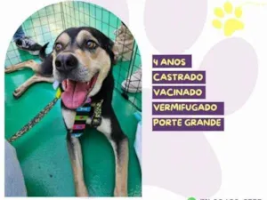 Cachorro raça SRD-ViraLata idade 1 ano nome Zeca