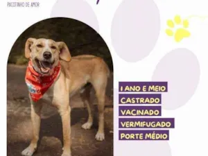 Cachorro raça SRD-ViraLata idade 2 a 6 meses nome Lyon