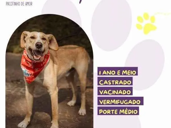 Cachorro ra a SRD-ViraLata idade 2 a 6 meses nome Lyon