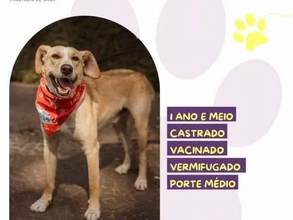 Cachorro ra a SRD-ViraLata idade 2 a 6 meses nome Lyon