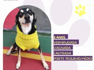 Cachorro raça SRD-ViraLata idade 1 ano nome Luna