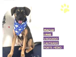 Cachorro raça SRD-ViraLata idade 1 ano nome Duque