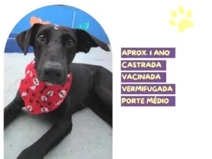 Cachorro raça SRD-ViraLata idade 1 ano nome Kika