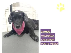 Cachorro raça SRD-ViraLata idade 1 ano nome Neguinha