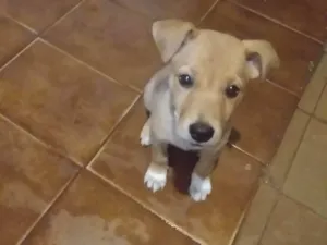 Cachorro raça SRD-ViraLata idade 2 a 6 meses nome Esperança 