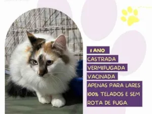 Gato raça SRD-ViraLata idade 1 ano nome Duda