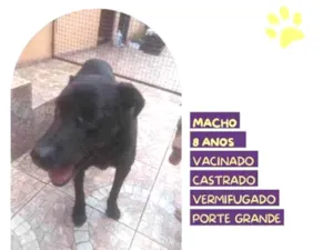 Cachorro raça SRD-ViraLata idade 1 ano nome Lukao