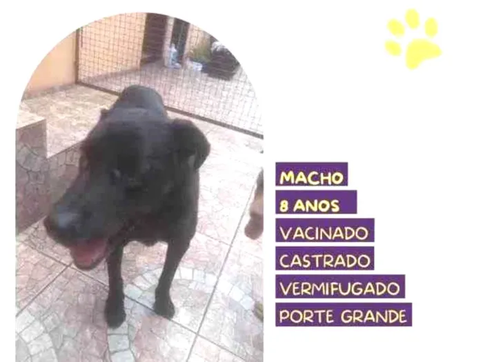 Cachorro ra a SRD-ViraLata idade 1 ano nome Lukao