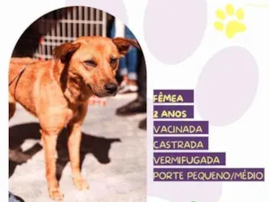 Cachorro raça SRD-ViraLata idade 1 ano nome Luana