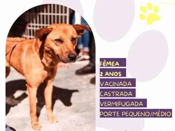 Cachorro ra a SRD-ViraLata idade 1 ano nome Luana