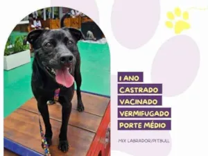 Cachorro raça SRD-ViraLata idade 1 ano nome Leo