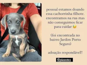 Cachorro raça SRD-ViraLata idade 2 a 6 meses nome Cachorrinha filhote