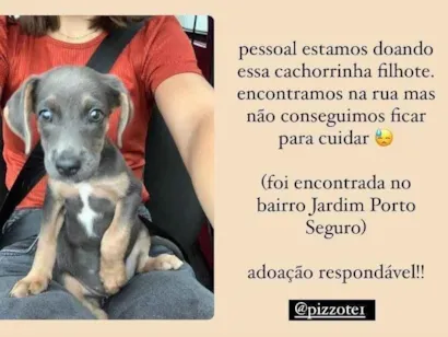 Cachorro raça SRD-ViraLata idade 2 a 6 meses nome Cachorrinha filhote