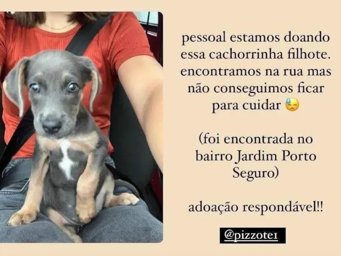 Cachorro ra a SRD-ViraLata idade 2 a 6 meses nome Cachorrinha filhote