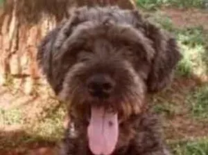 Cachorro raça Shnauzer idade 1 ano nome Ralf 