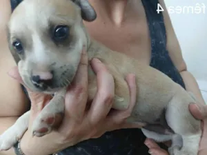 Cachorro raça SRD-ViraLata idade Abaixo de 2 meses nome Sem nome 