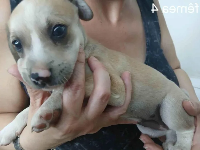 Cachorro ra a SRD-ViraLata idade Abaixo de 2 meses nome Sem nome 