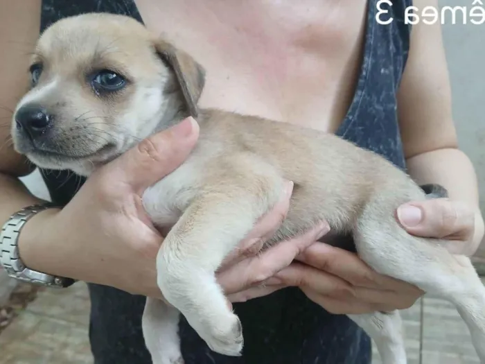 Cachorro ra a SRD-ViraLata idade Abaixo de 2 meses nome Sem nome 