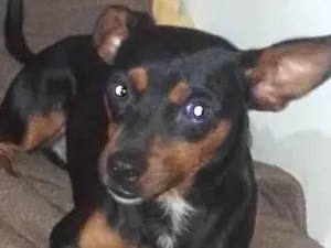 Cachorro raça Pinscher idade 7 a 11 meses nome Nico 