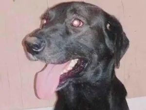 Cachorro raça SRD-ViraLata idade 7 a 11 meses nome Negão 