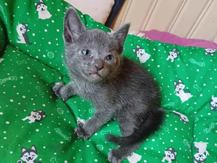 Gato ra a Exótico idade Abaixo de 2 meses nome Russo azul adocao