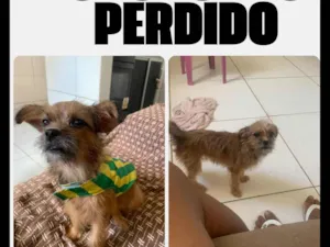 Cachorro raça SRD-ViraLata idade 1 ano nome Zoe