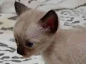 Gato raça SRD-ViraLata idade Abaixo de 2 meses nome Sininho