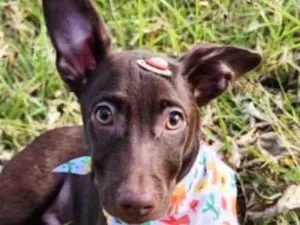 Cachorro raça SRD-ViraLata idade 2 a 6 meses nome Billy 