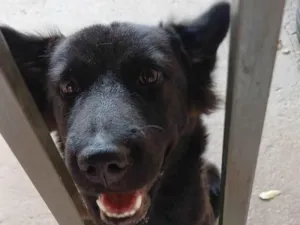 Cachorro raça SRD-ViraLata idade 7 a 11 meses nome Astrid